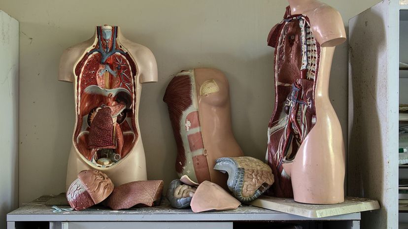 How Much Do You Know About Your Organs?