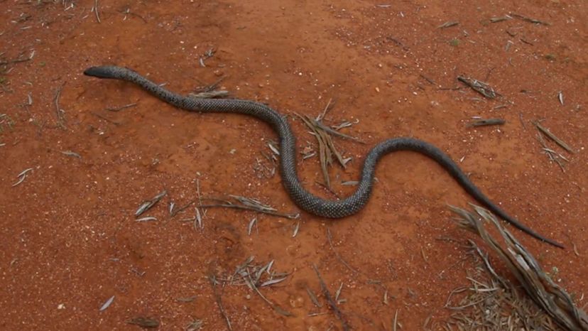 Spotted Mulga Snake