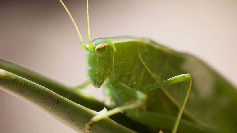 Giant katydid