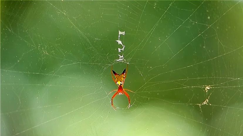 Arrowhead Orb Weaver