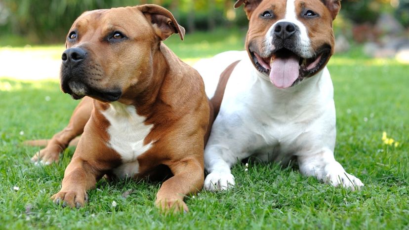 American Staffordshire Terrier