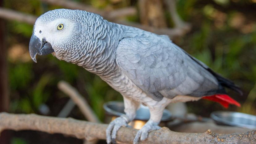african-grey-parrot-animal-animal-photography-1599533