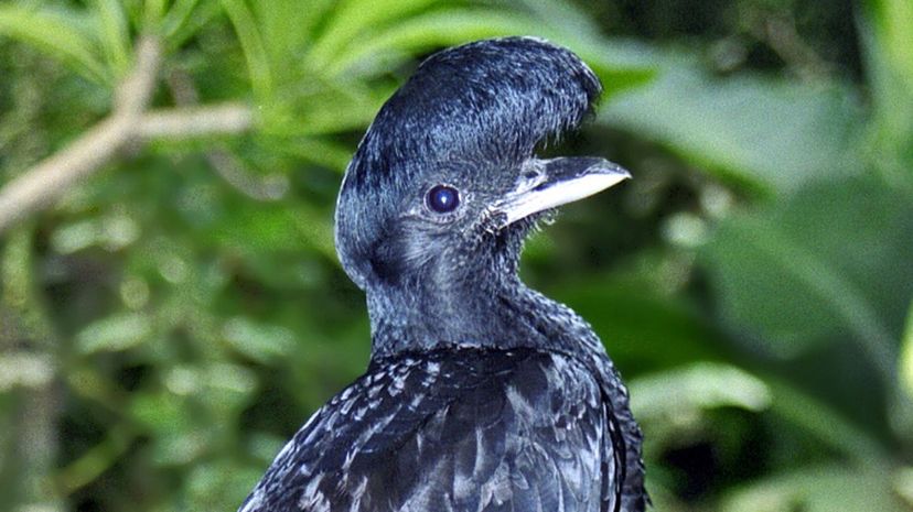 Long-wattled umbrellabird