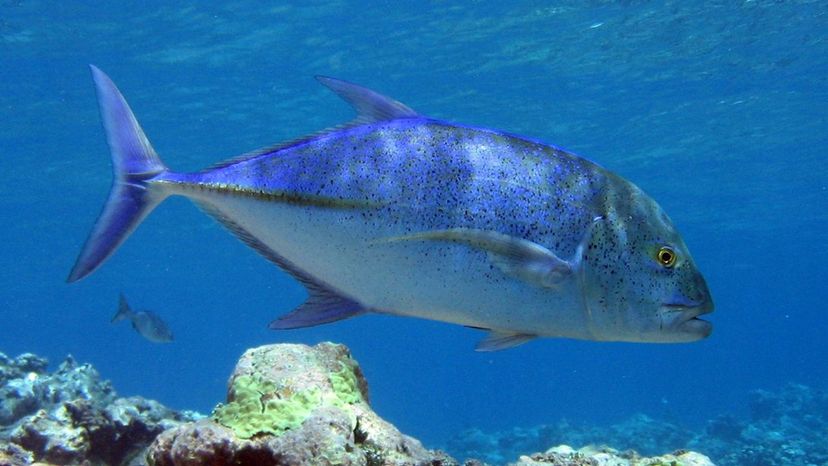 Bluefin Trevally