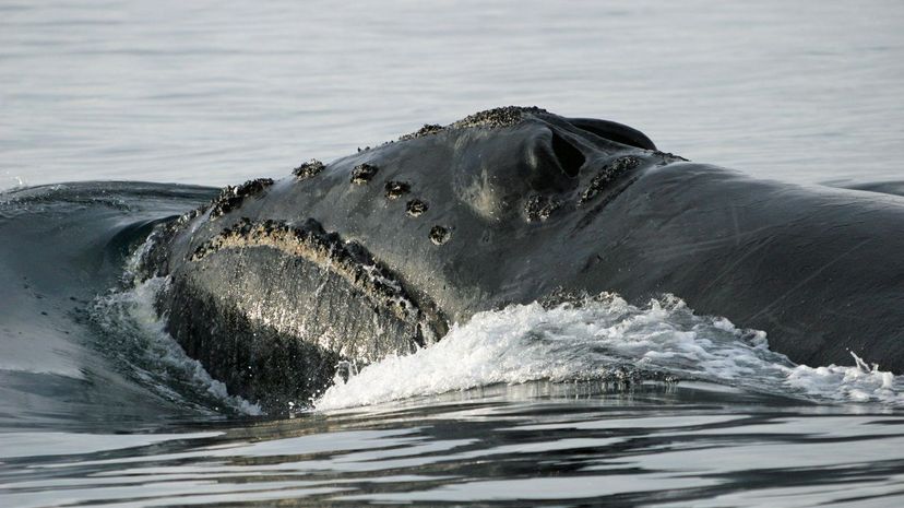 North Pacific Right Whale