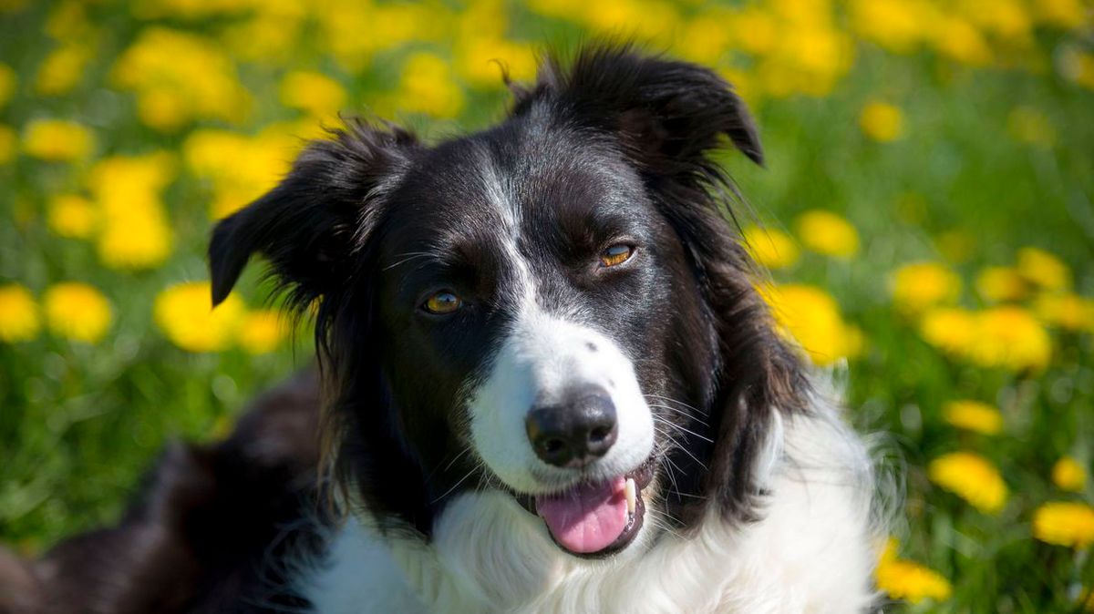 ¿Qué raza de perro eres? HowStuffWorks