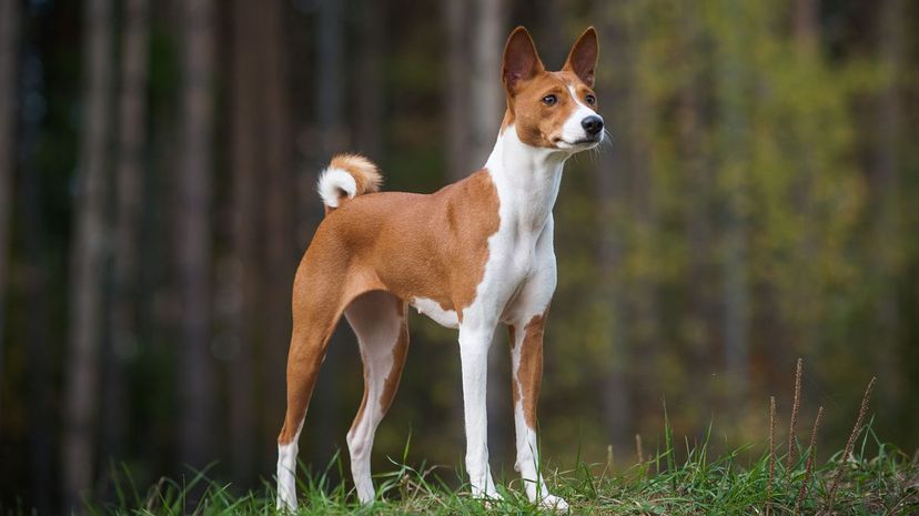 26 Basenji