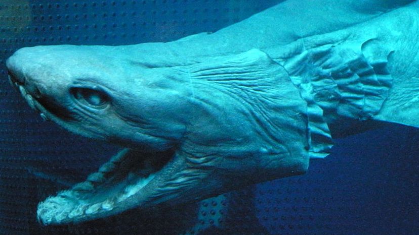 Frilled Shark