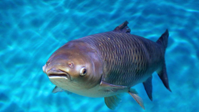 Bighead Carp