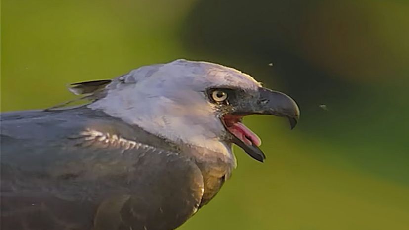 Harpy Eagle