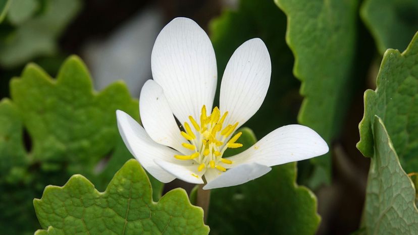 Bloodroot