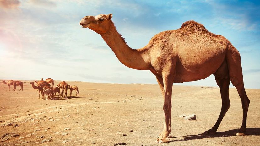 11 camel GettyImages-631393163