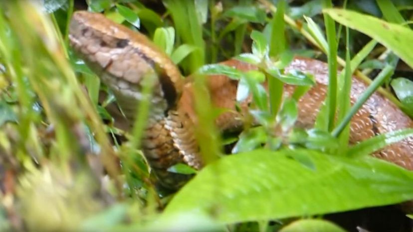 38 Toad Headed Pit Viper