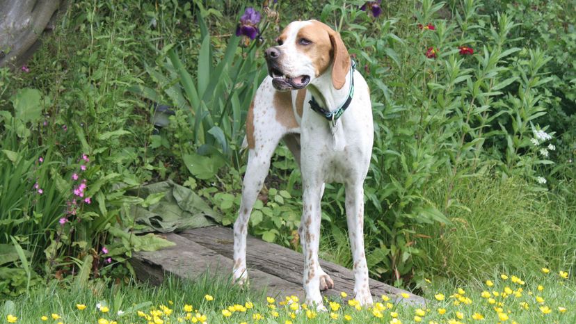 Turkish pointer