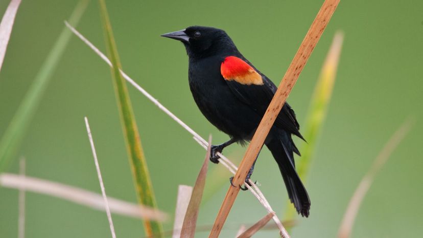 Red-winged blackbird