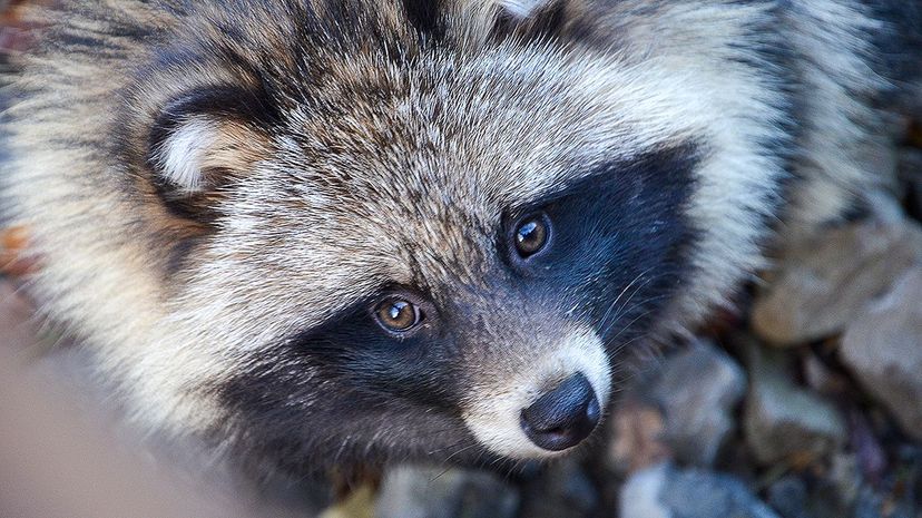 14-Raccoon Dog