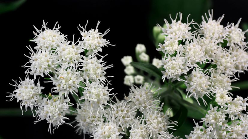 White Snakeroot