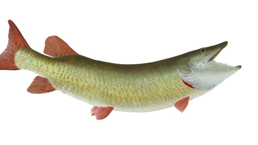 Muskellunge