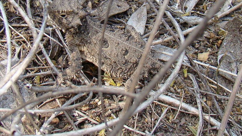 Texas Horned Lizzard