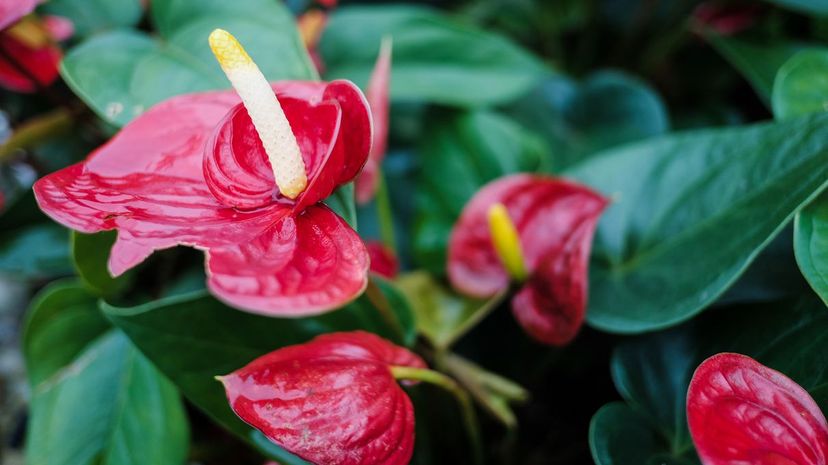 26 Flamingo Flower Plant