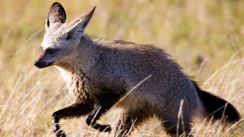 Bat-eared Fox