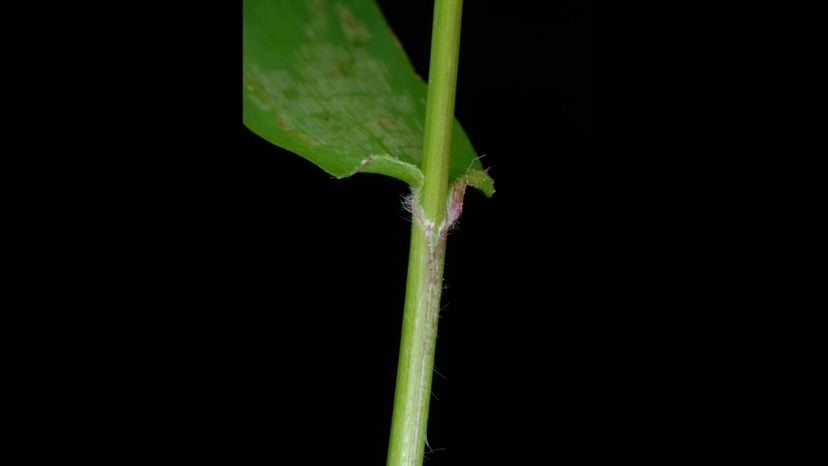 PANICGRASS