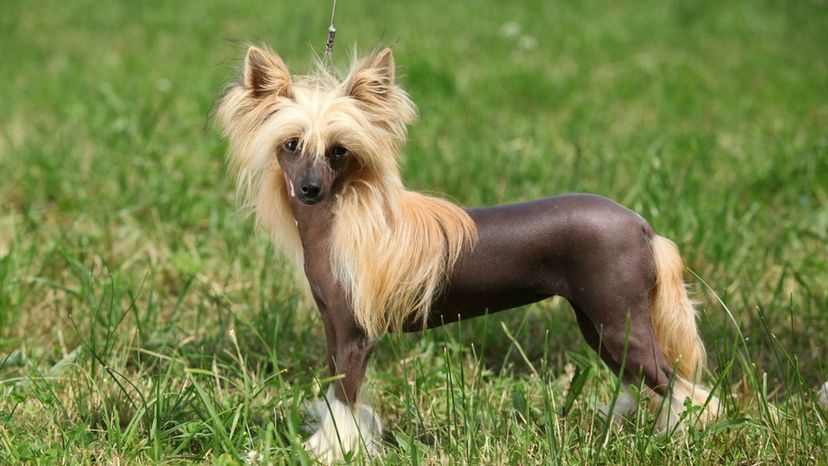 Chinese crested