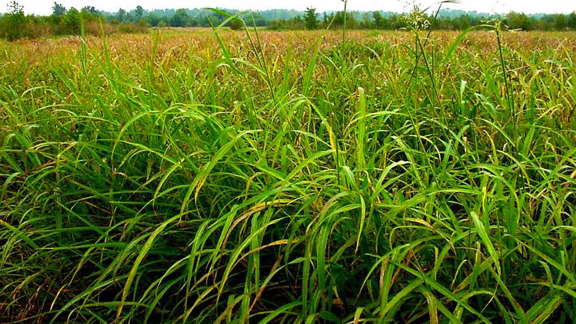 Sorghum Grass