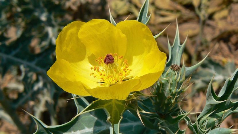 Mexican prickly poppy
