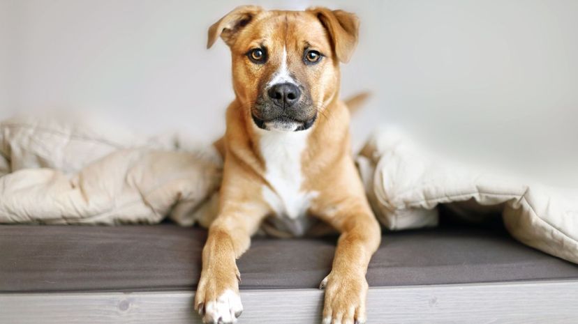 Rhodesian Ridgeback