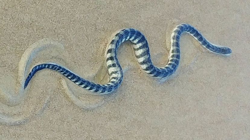 Beaked sea snake