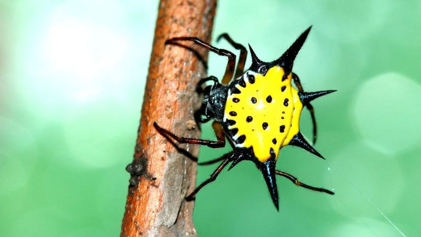Spiny Backed Orb Weaver