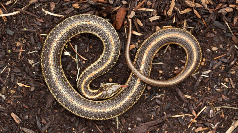 Garter Snake