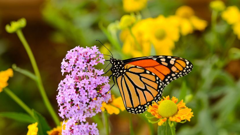 Monarch Butterfly