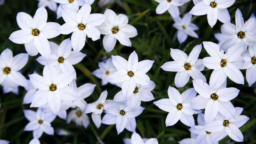 Spring starflower