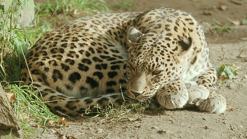 Indian leopard