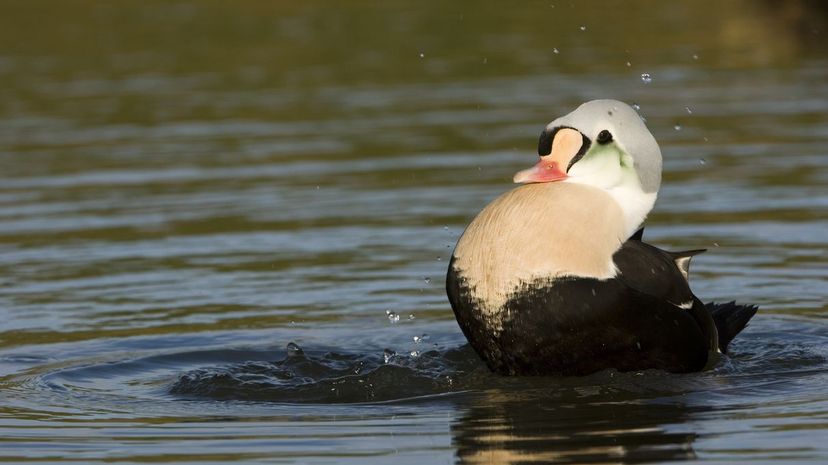 King eider