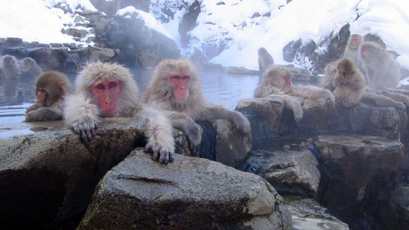 Japanese Macaque