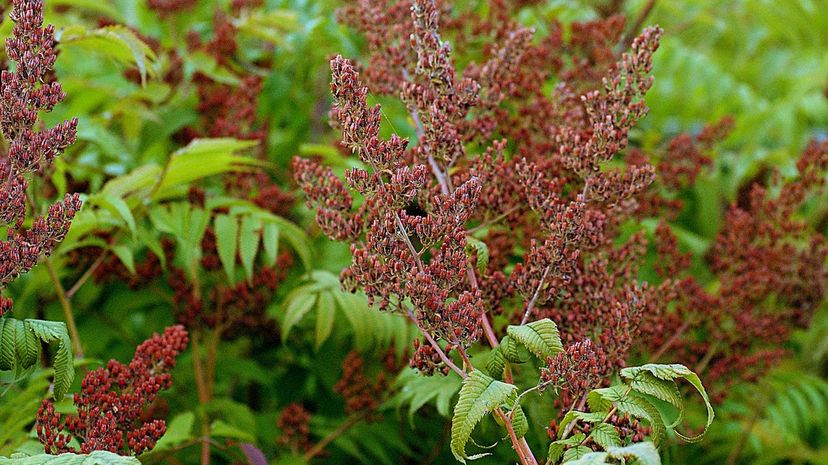 35 Sumac GettyImages-87628789