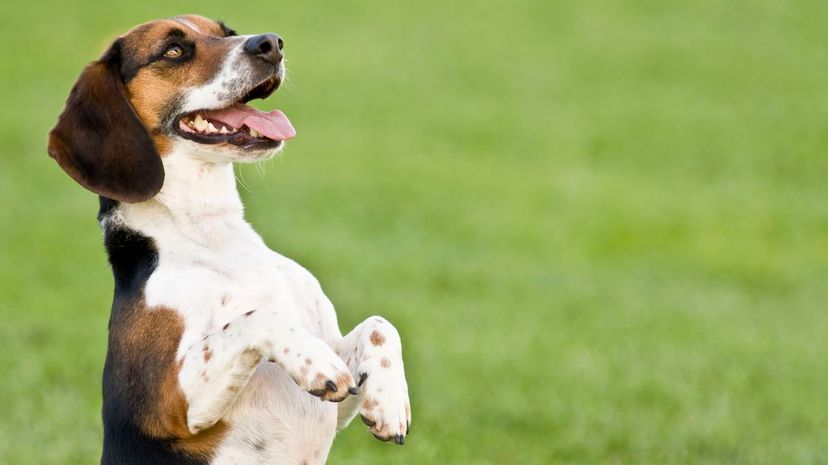 Excited beagle