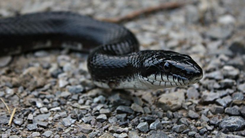 Black Rat Snake