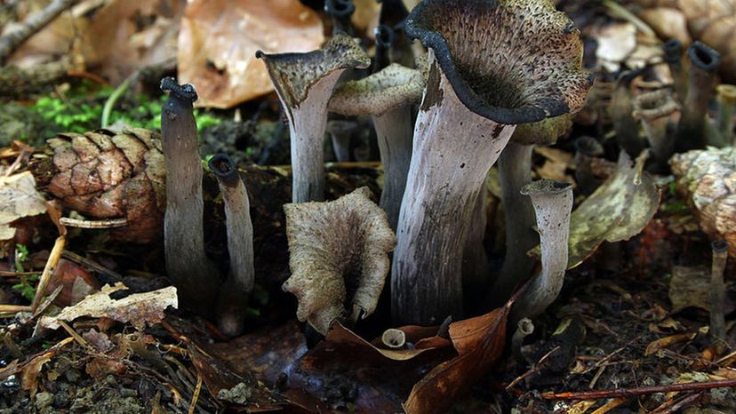 Black_trumpet_Craterellus_cornucopioides