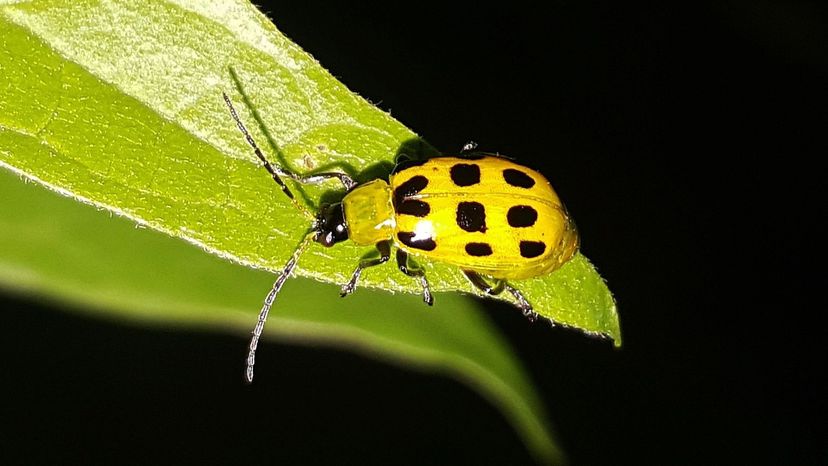 Cucumber Beetle