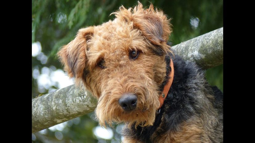 #22 Airedale Terrier
