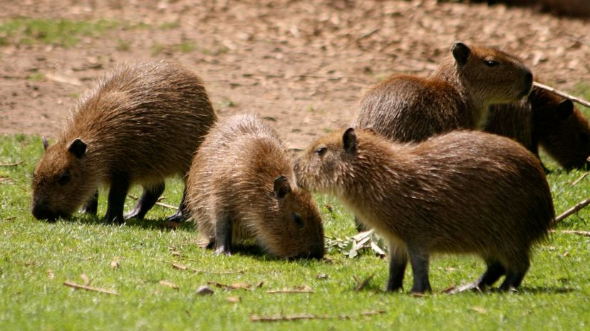 Q 33 Capybara