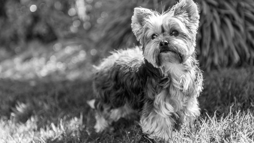 Yorkshire Terrier