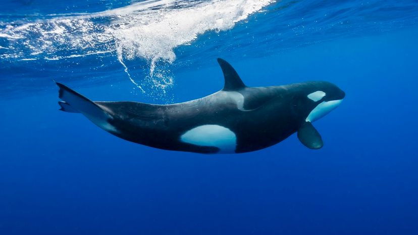 19 killer whale