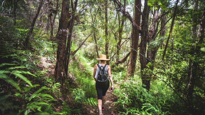 Forest hike