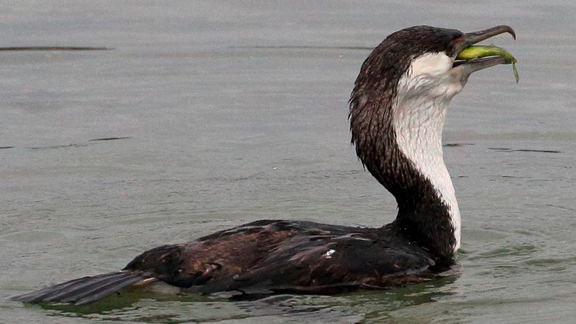 Black faced cormorant