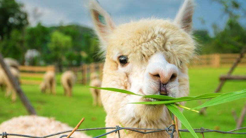 Alpaca